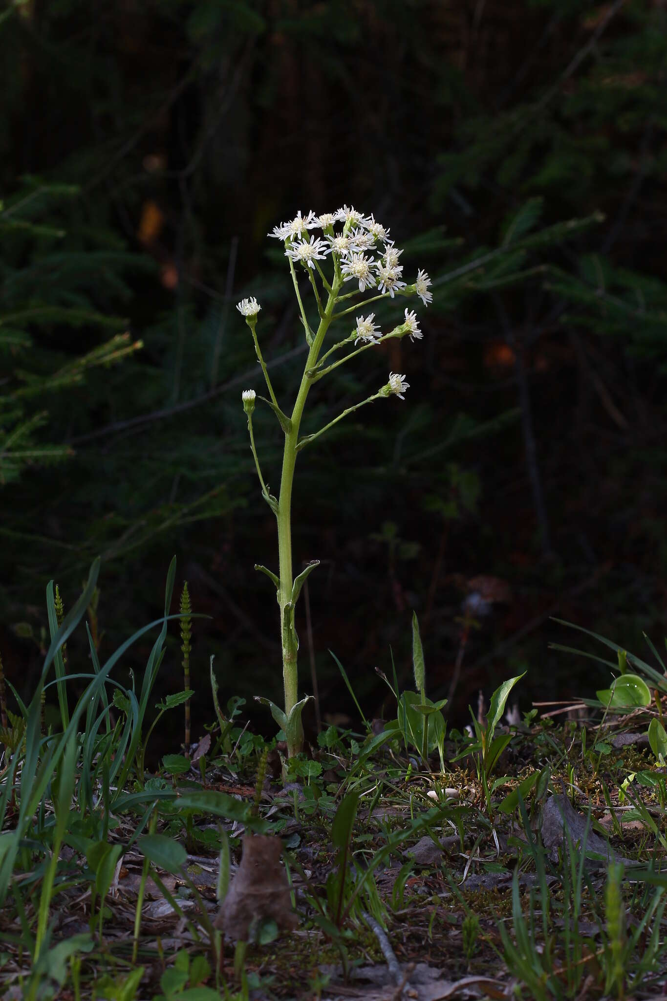 Image of arctic sweet coltsfoot