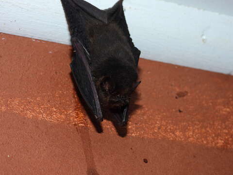 Image of thumbless bat