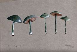 Image of verdigris agaric