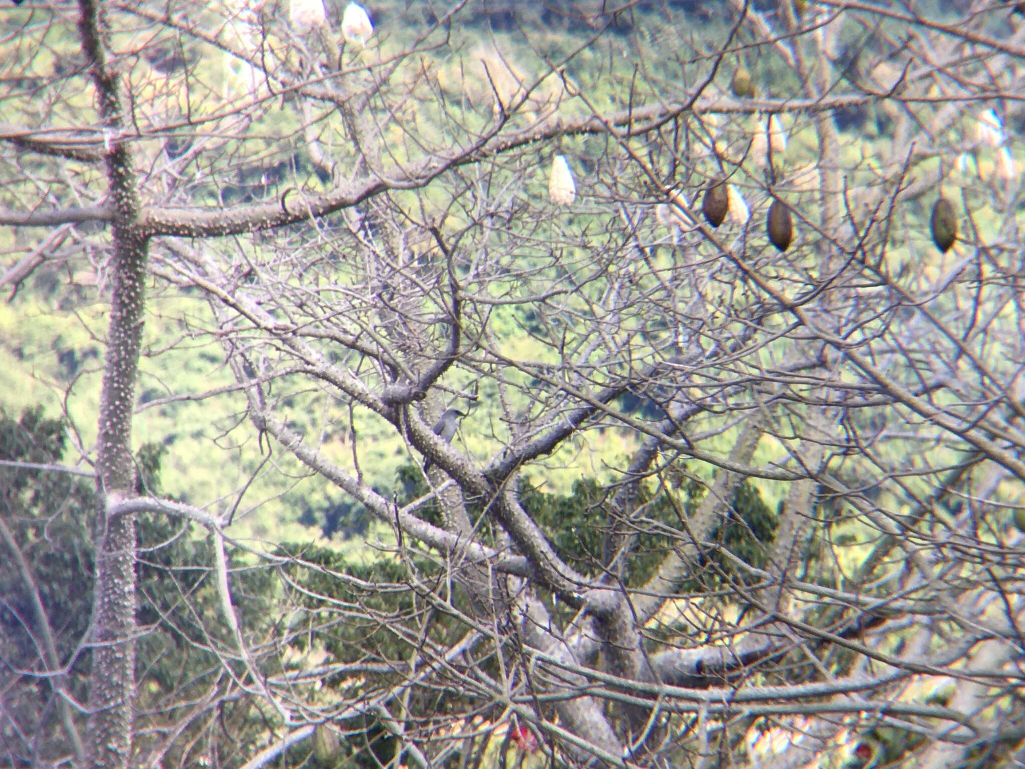 Image of Large Cuckoo-shrike