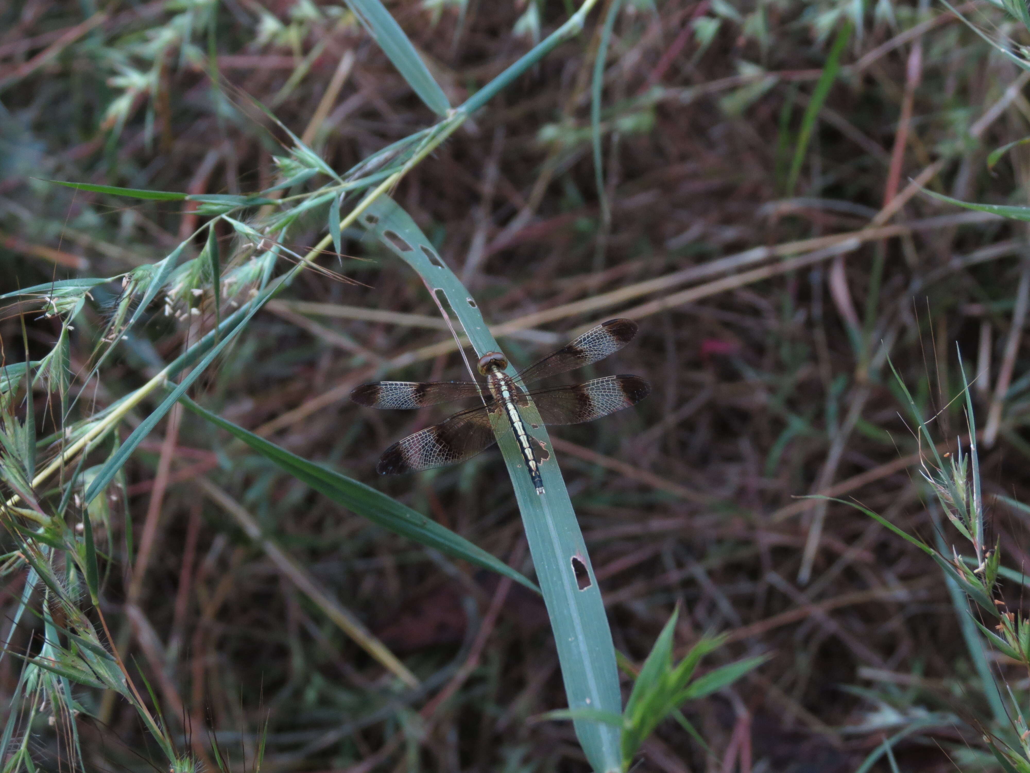 Image of Pied Paddy Skimmer