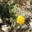 Plancia ëd Grindelia chacoensis A. Bartoli & R. D. Tortosa