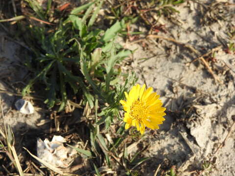 Image of Grindelia chacoensis A. Bartoli & R. D. Tortosa