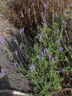 Image of Lavandula multifida L.