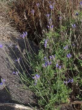 Image of Lavandula multifida L.