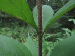 Image of giant sunflower