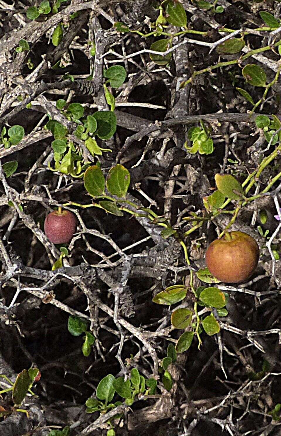 Plancia ëd Ziziphus lotus (L.) Lam.