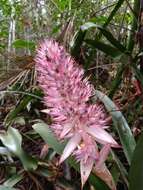 Sivun Aechmea macrochlamys L. B. Sm. kuva