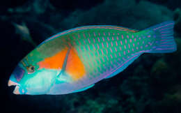Image of Bower's Parrotfish