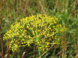 Image of dill