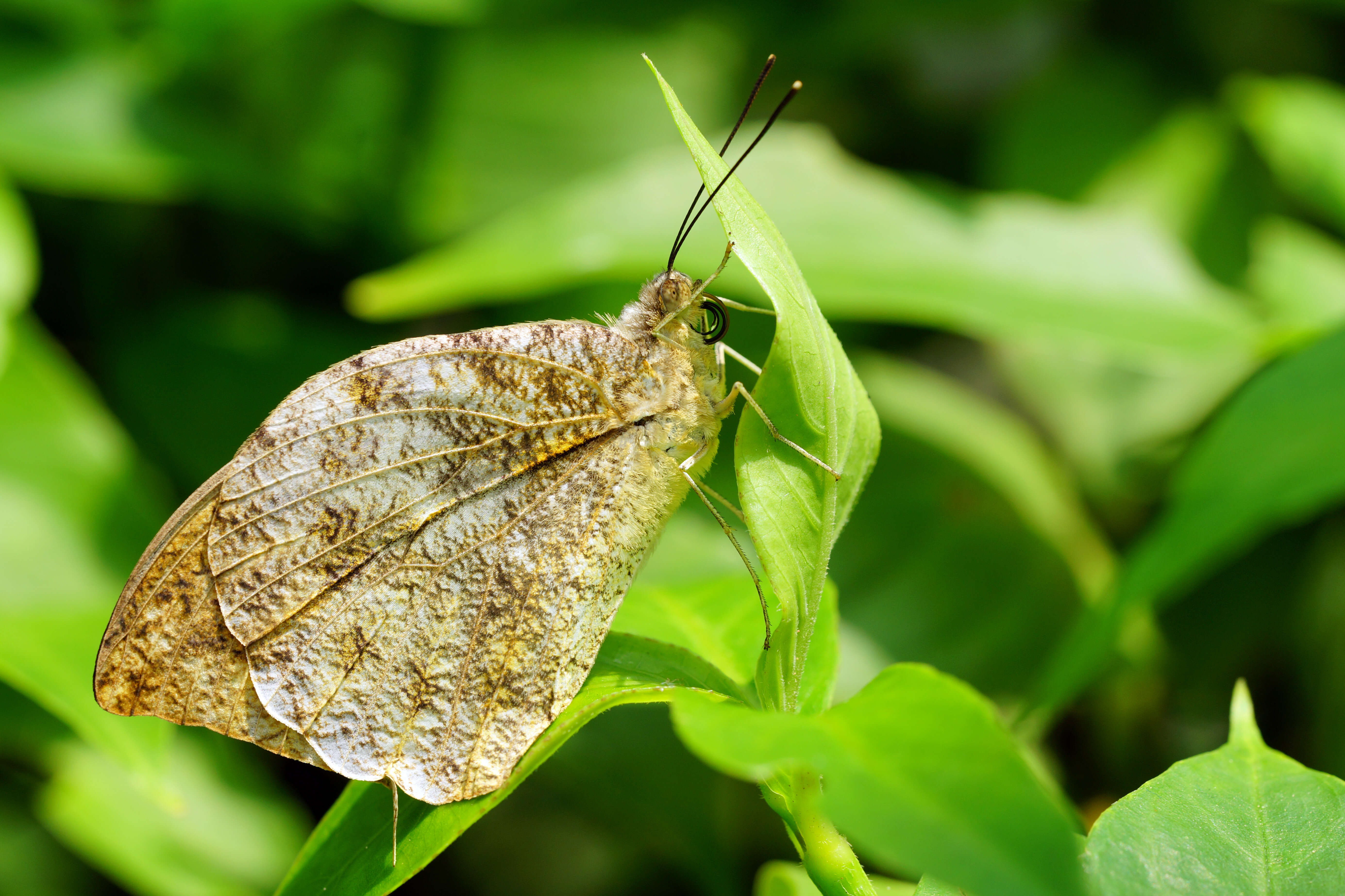 Image of Hebomoia