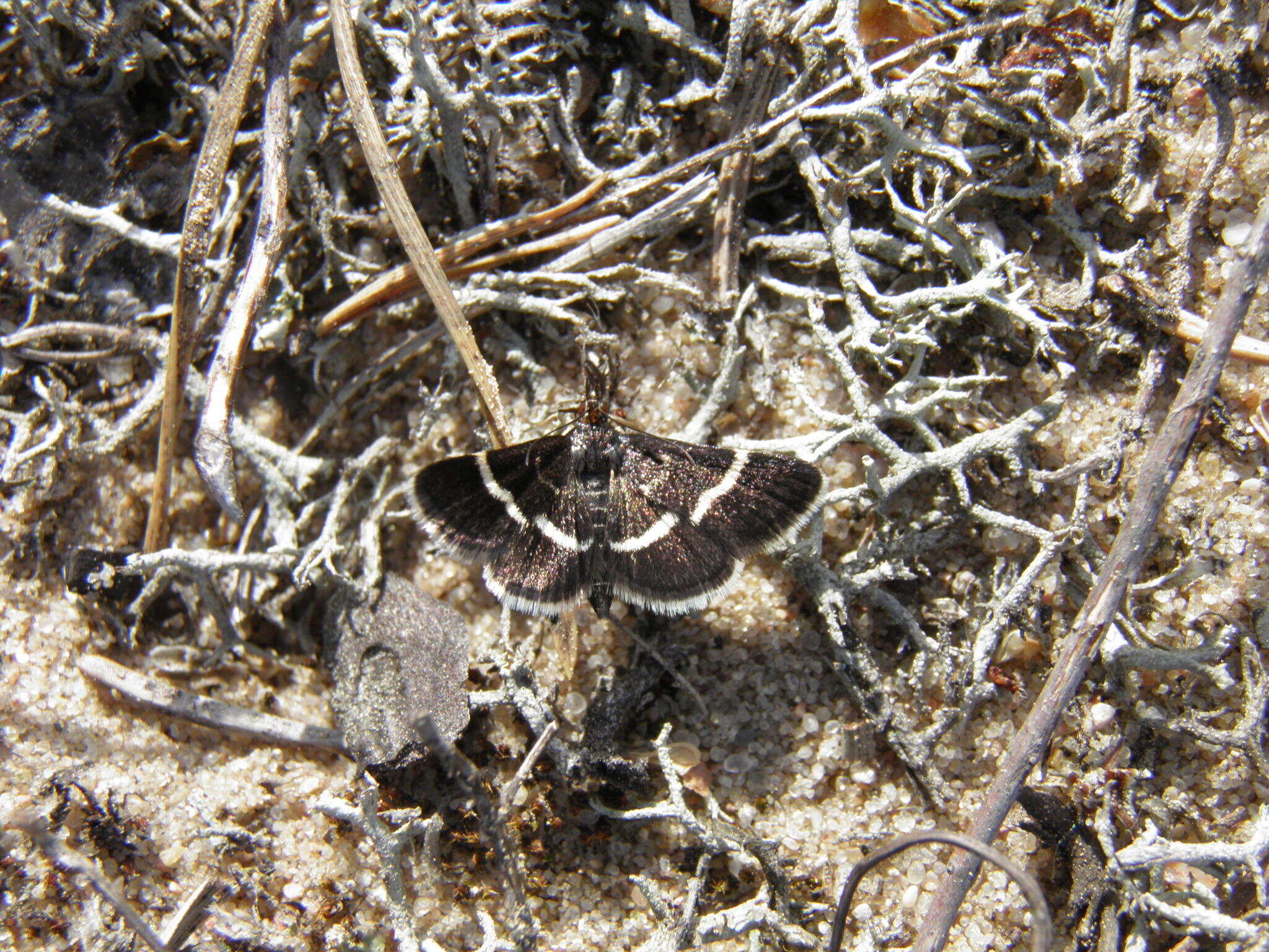 Image of Pyrausta cingulata Linnaeus 1758