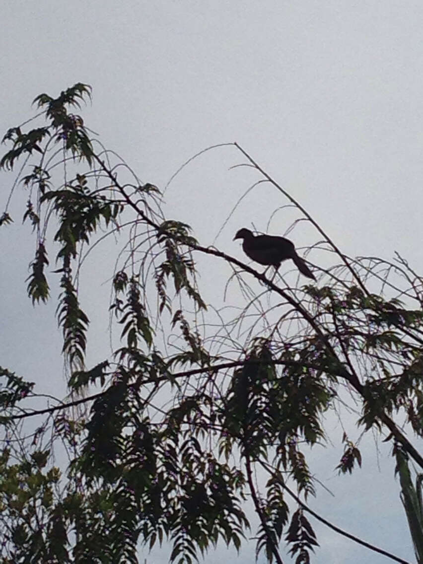 Image of Gray-headed Chachalaca