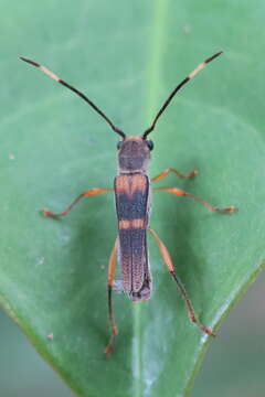 Image of Thranius bimaculatus Pascoe 1859