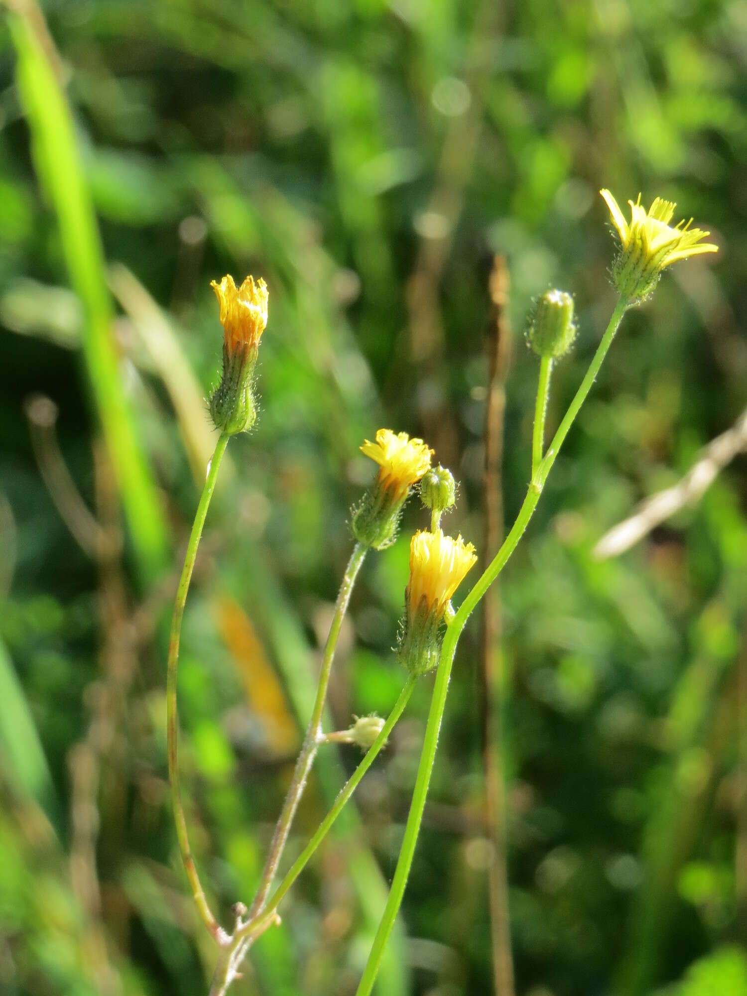 Image of nipplewort