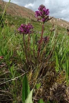 Imagem de Pedicularis anthemifolia Fisch. ex Colla