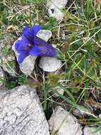 Image of Gentiana clusii subsp. clusii