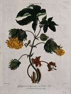 Imagem de Gossypium arboreum L.