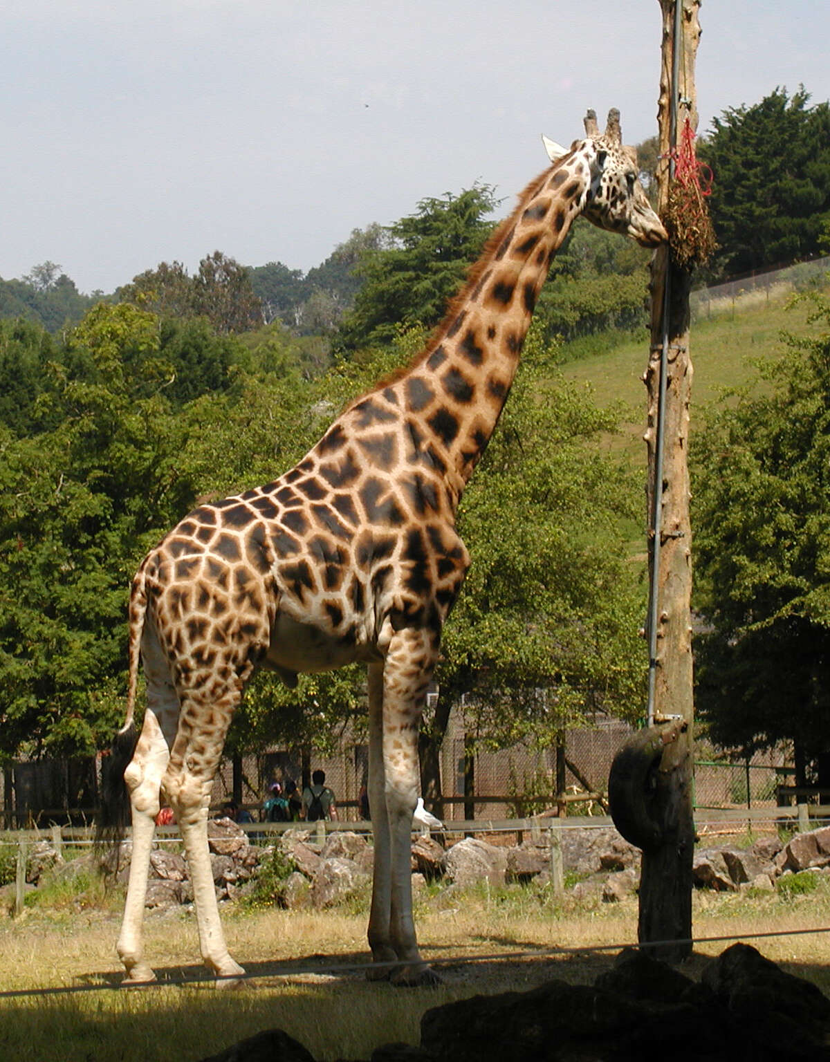 Image of Giraffe