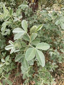 Image of Argyrocytisus