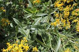 Image of tall ragwort