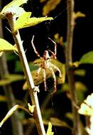 Image of Garden spider