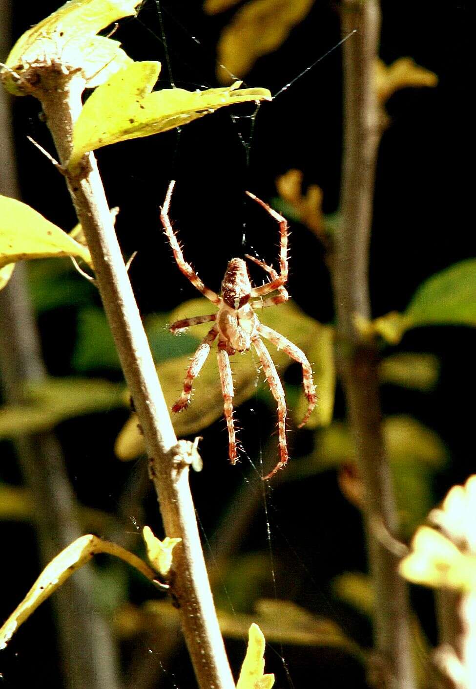 Image of Garden spider