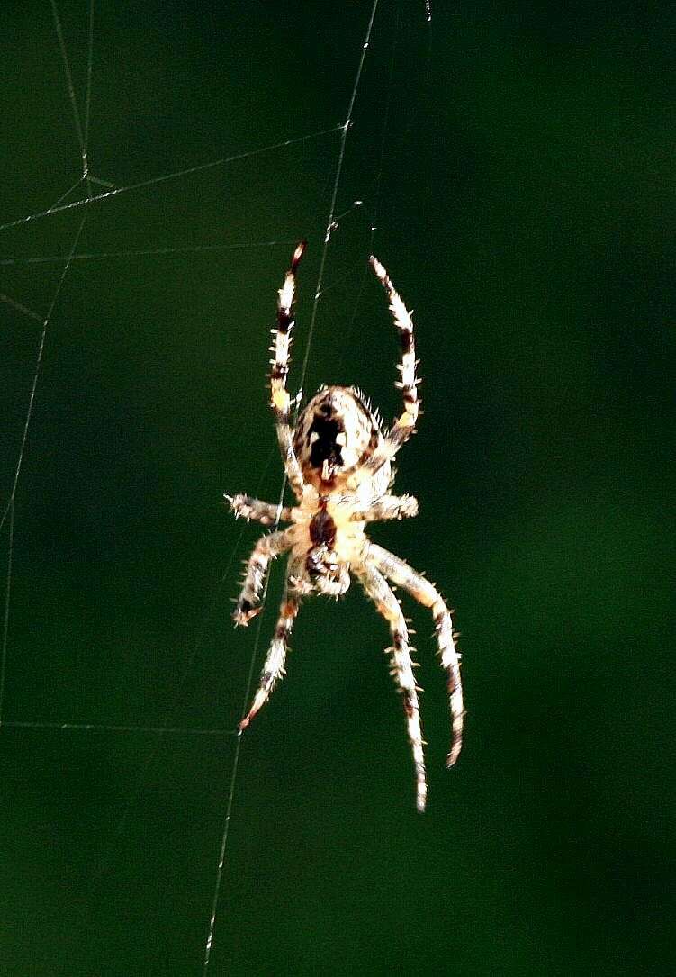 Image of Garden spider