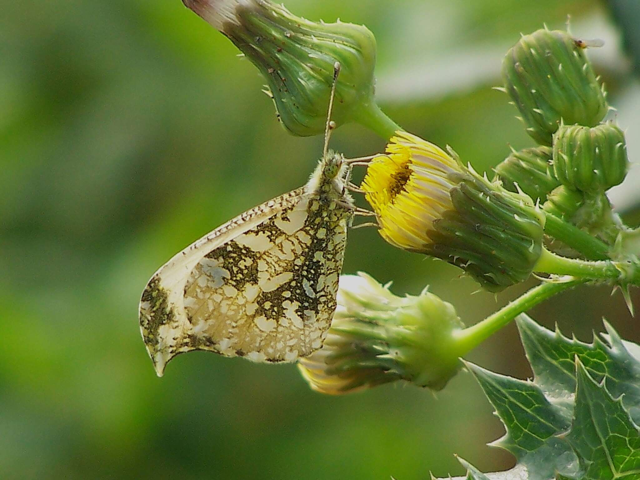 Imagem de Anthocharis scolymus Butler (1866)