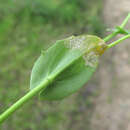 Hyaloperonospora thlaspeos-perfoliati resmi