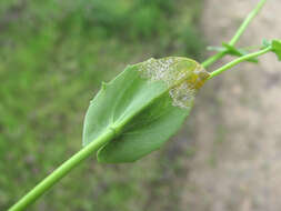 Image of Hyaloperonospora thlaspeos-perfoliati