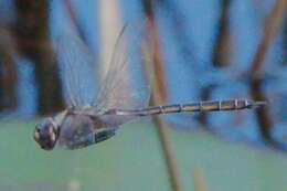 Image of Florida Baskettail