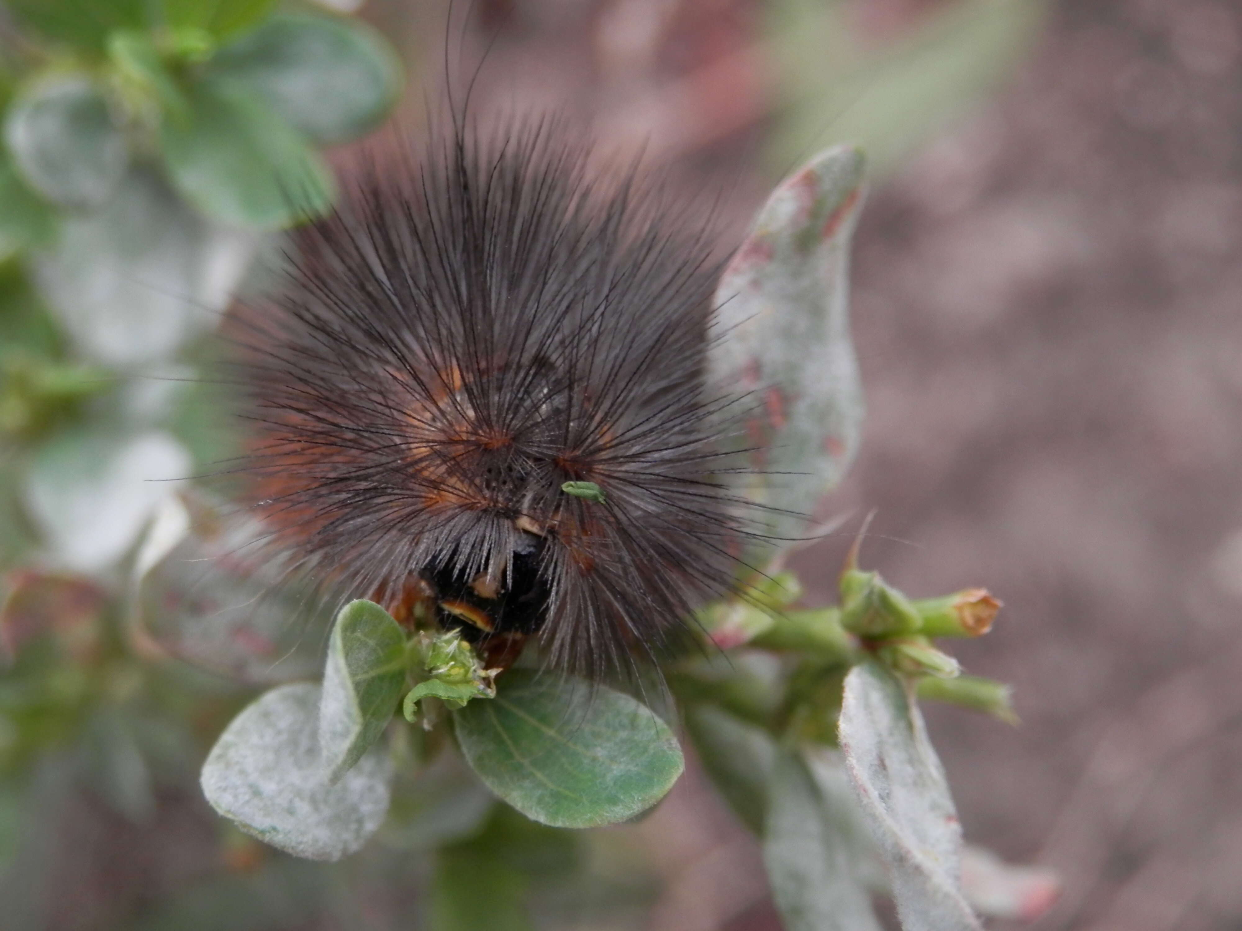 Image of Salt Marsh Moth