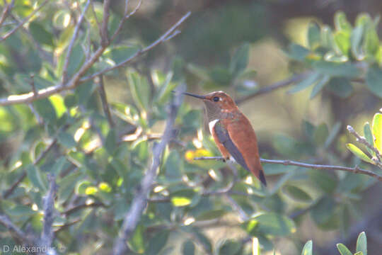 Image of Rufous Hummingbird