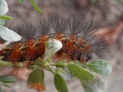 Image of Salt Marsh Moth