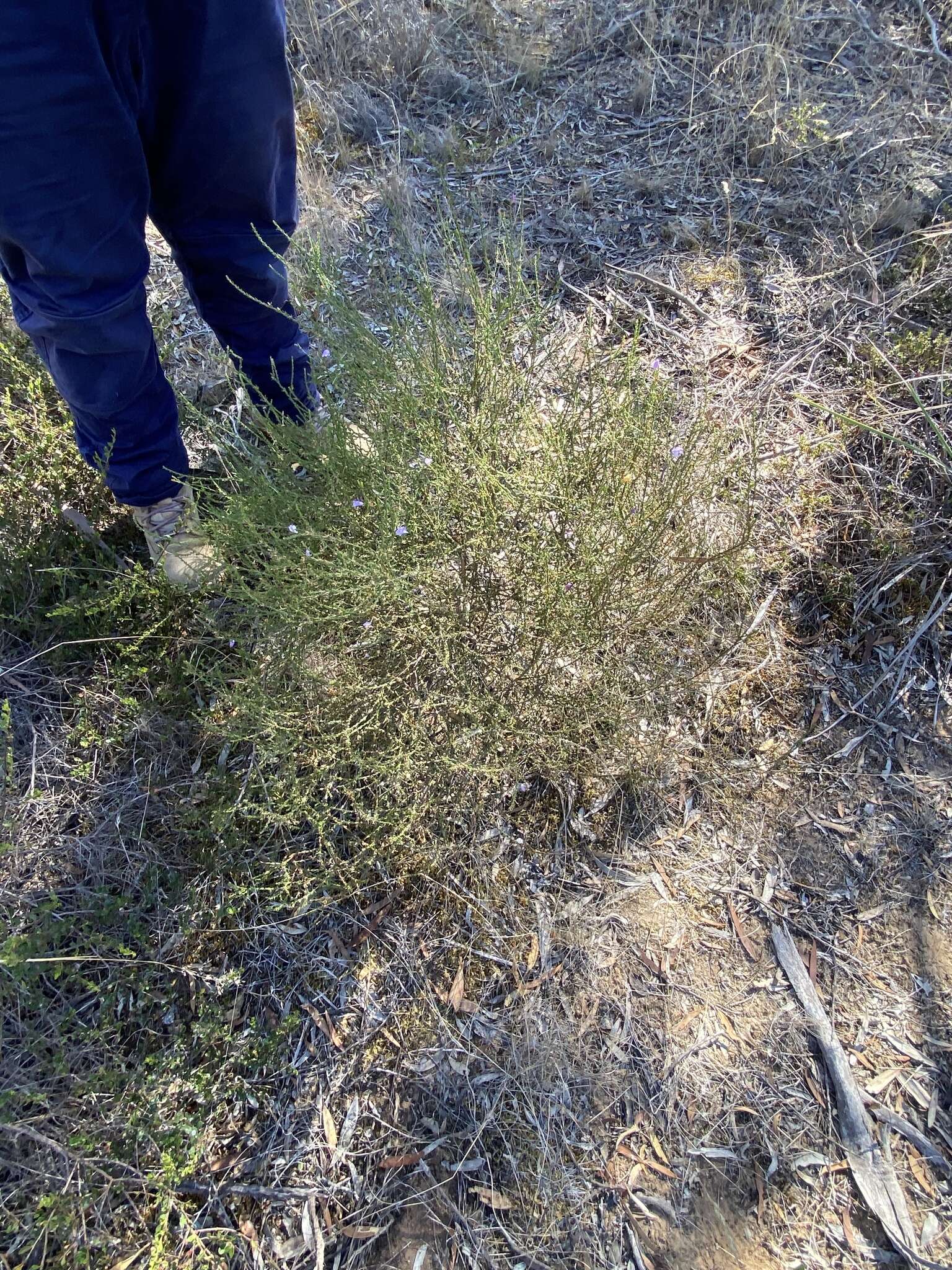 Image of Eremophila gibbifolia (F. Muell.) F. Muell.