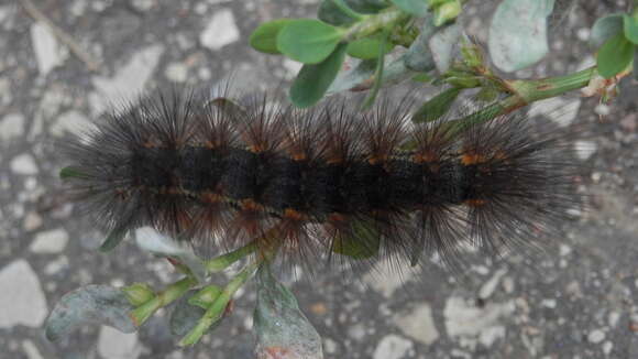 Image of Salt Marsh Moth