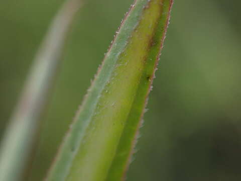 Image of Asclepias crassinervis N. E. Br.