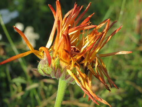 Image of pot marigold