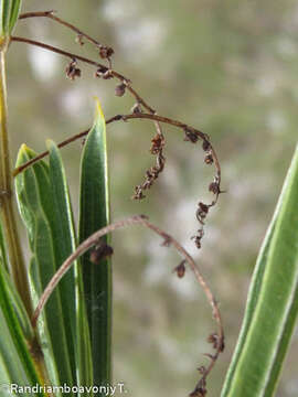 Imagem de Dioscorea hexagona Baker