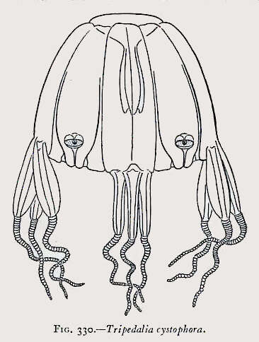 Image of Tripedalia cystophora Conant 1897