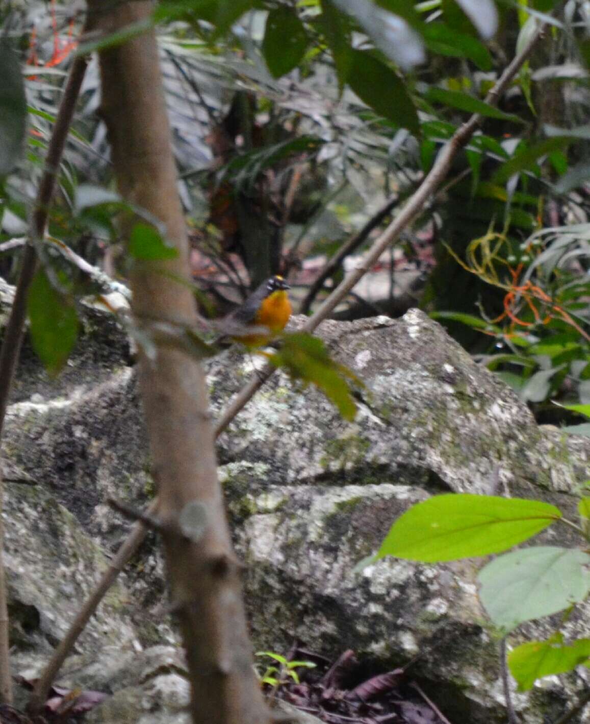 Image of Fan-tailed Warbler