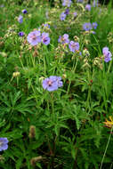 Image of Meadow Crane's-bill