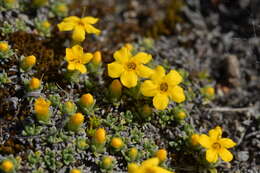 Imagem de Myosotis uniflora Hook. fil.