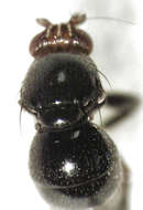 Image of Howickia trilineata (Hutton 1901)