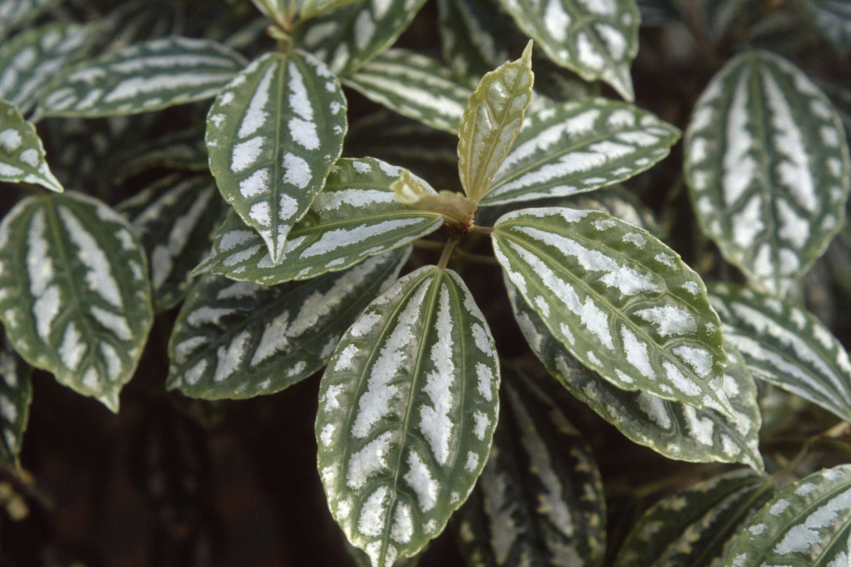 Imagem de Pilea cadierei Gagnep. & Guillaum.