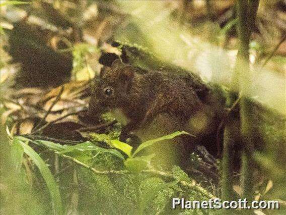 Image of island mice