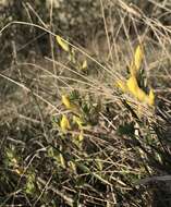 Cytisus triflorus Lam.的圖片