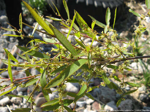 Image de Phyllanthus sellowianus (Klotzsch) Müll. Arg.