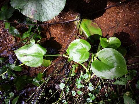 Image of callalily